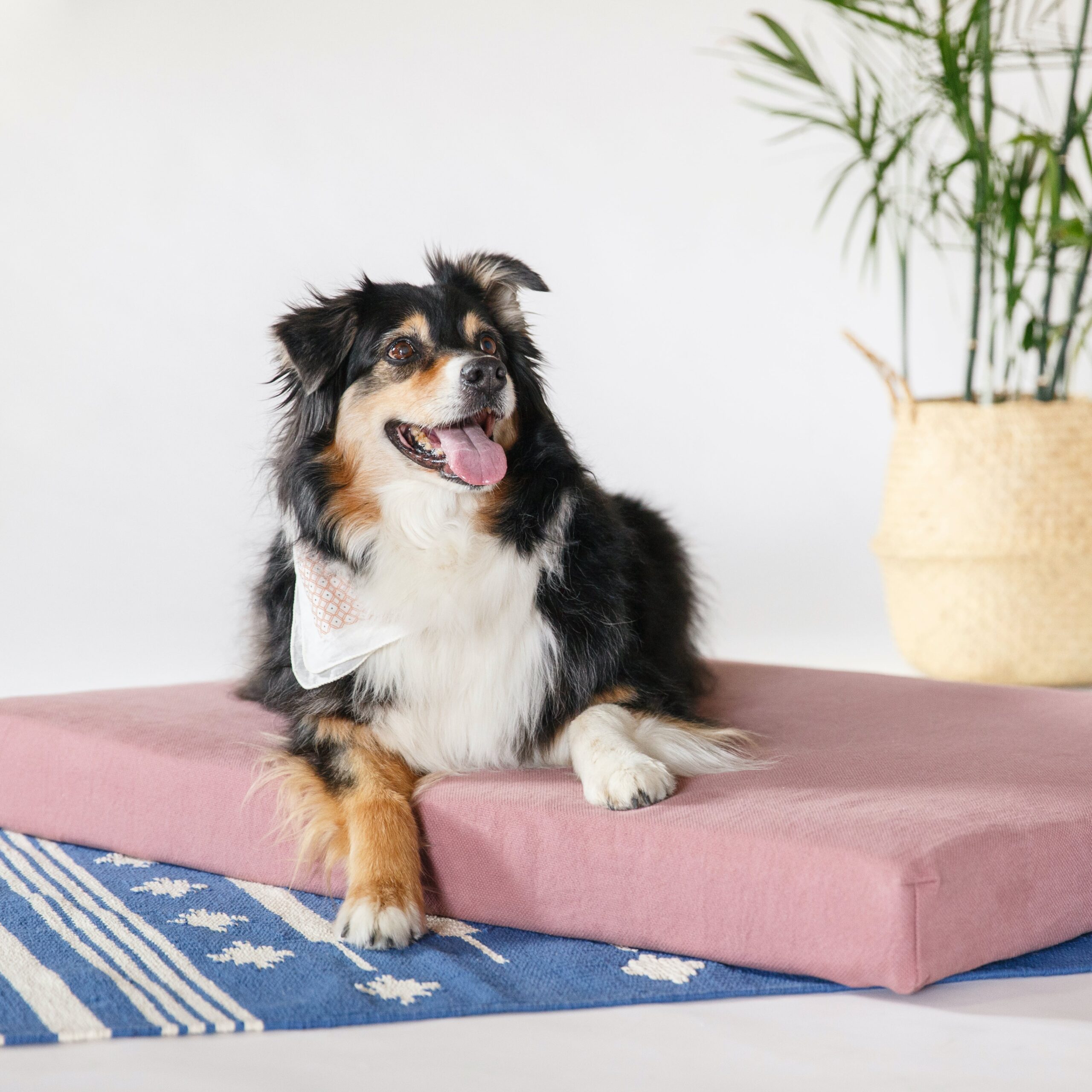 AvocadoGreenOrganicDogPetBedMattress